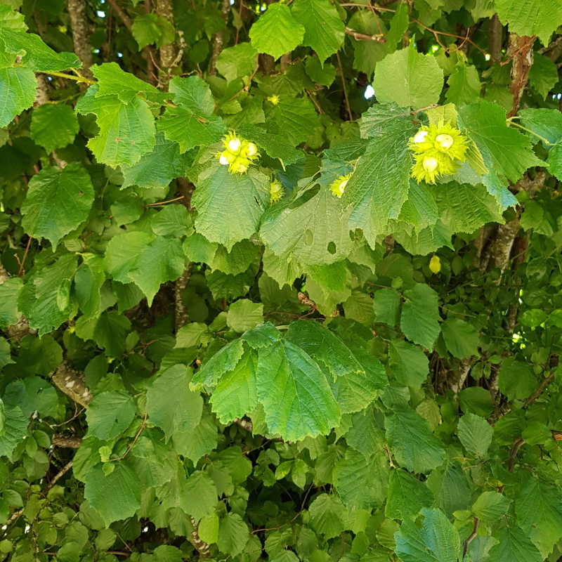 Graines De Noisetier Commun Semences De Corylus Avellana