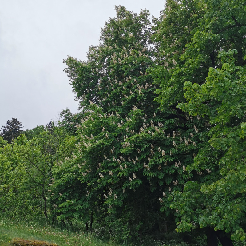 Graines De Marronnier Commun Semences D Aesculus Hippocastanum