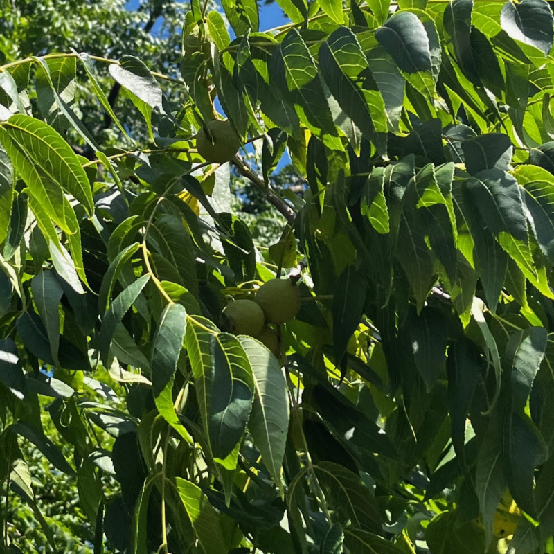 Graines de Noyer noir d Amérique Semences de Juglans Nigra