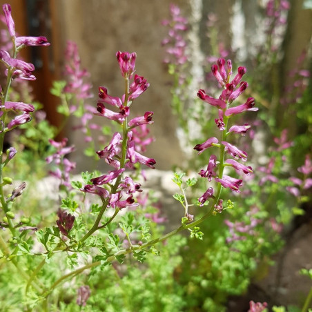 Semi Di Fumaria Officinale (Fumaria Officinalis) Circa 100 Semi, Pianta Medicinale Per Fegato E Cistifellea - 5