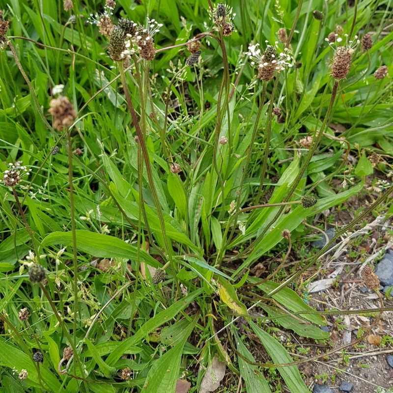 Plantago lanceolata Semences du Puy