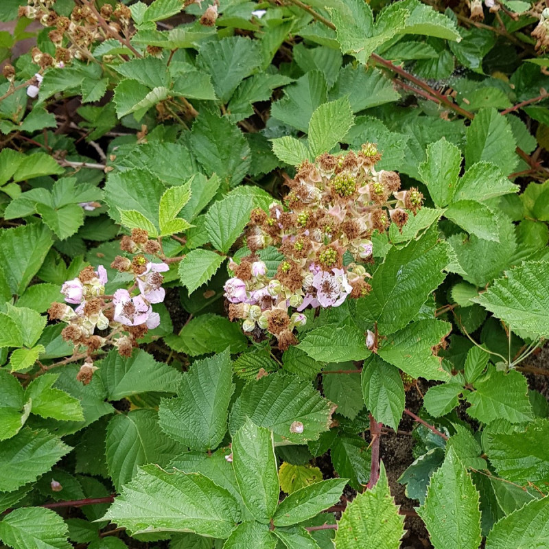 Ronce Commune Graines de Mûrier sauvage, Ronce commune - Semences de Rubus fruticosus