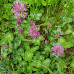 Trifolium pratense Semences du Puy