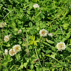 Trifolium repens Semences du Puy