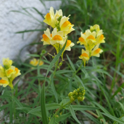 Linaria vulgaris Semences du Puy