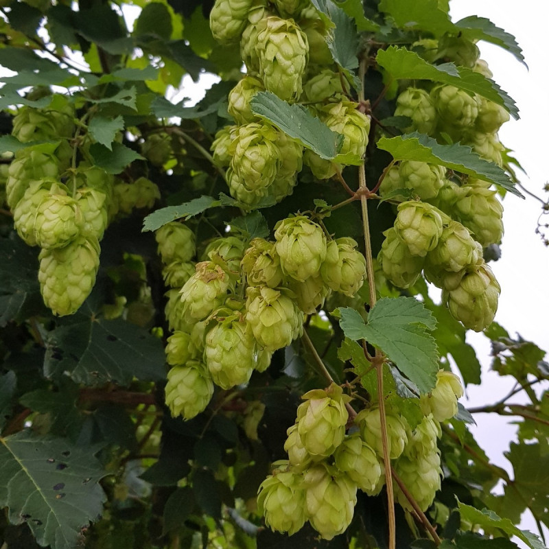 100 Graines De Houblon Grimpant (Humulus Lupulus) - Pour Brasser De La Bière Ou Décorer Le Jardin (semences Paysannes)