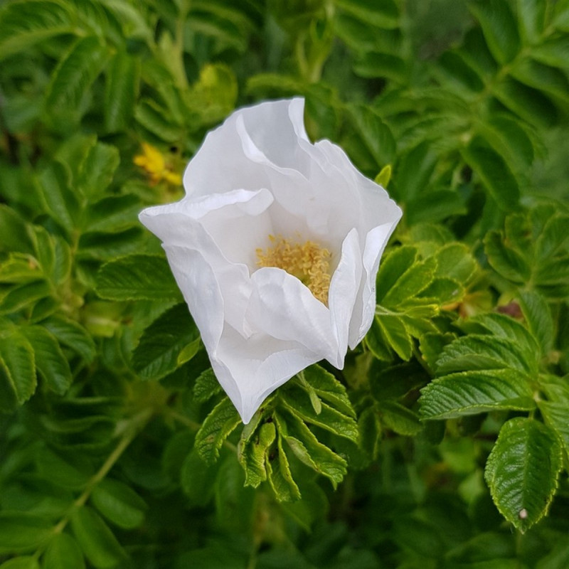 Rosa rugosa alba Semences du Puy