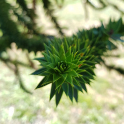 Araucaria araucana Semences du Puy