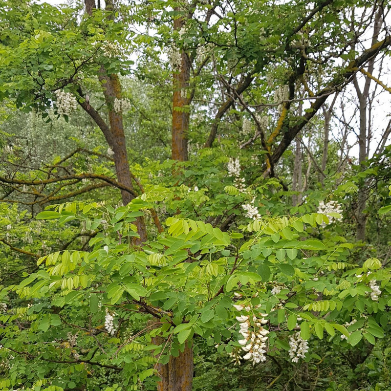 Graines De Robinier Faux acacia Semences De Robinia Pseudoacacia