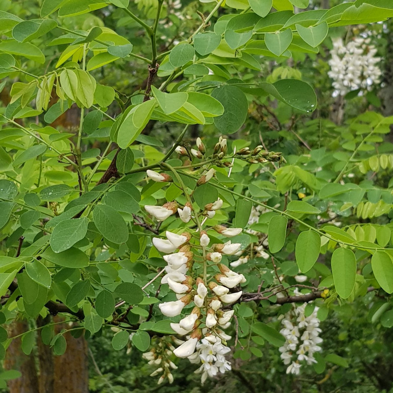Robinia pseudoacacia Semences du Puy Robinia pseudoacacia Semences du Puy