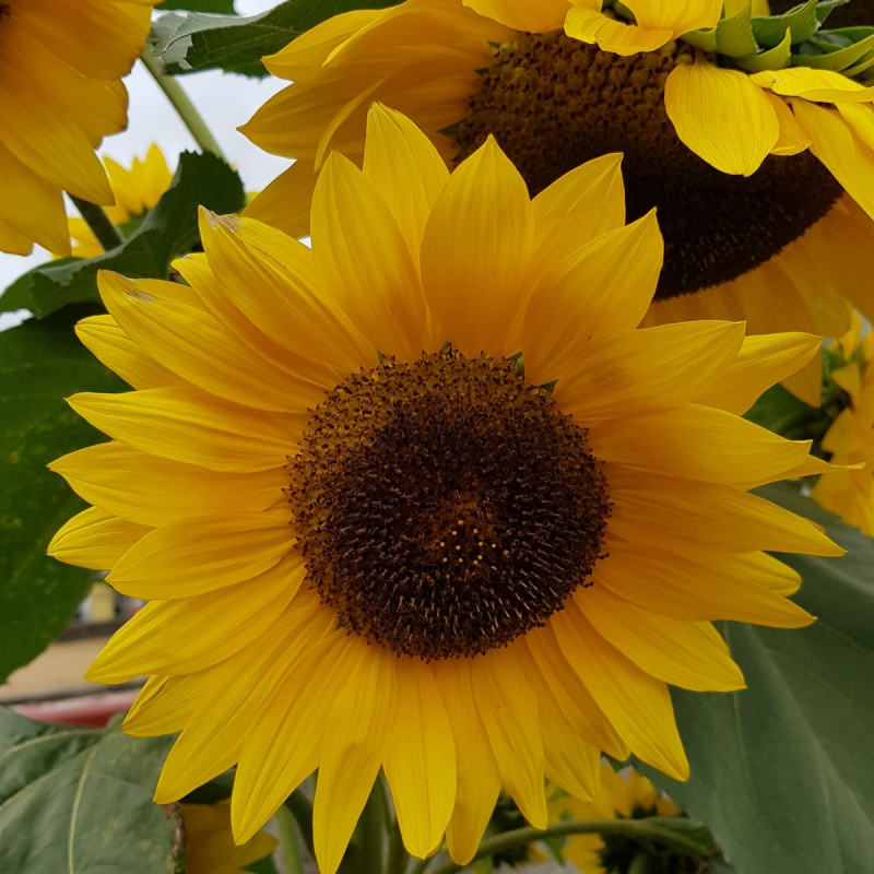 Helianthus annuus Semences du Puy Helianthus annuus Semences du Puy