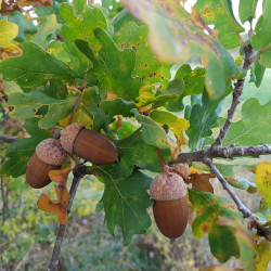 Quercus robur Semences du Puy