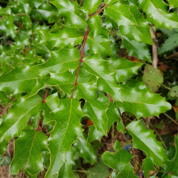 Mahonia aquifolium Semences du Puy