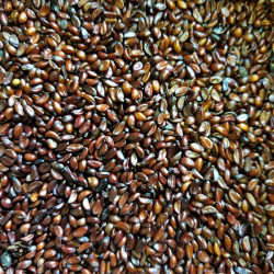 Graines de Mahonia aquifolium Semences du Puy