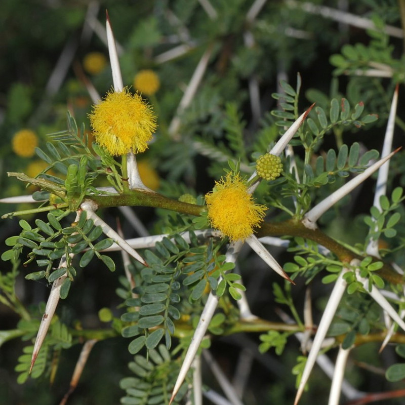 Mimosa odorant Mimosa odorant
