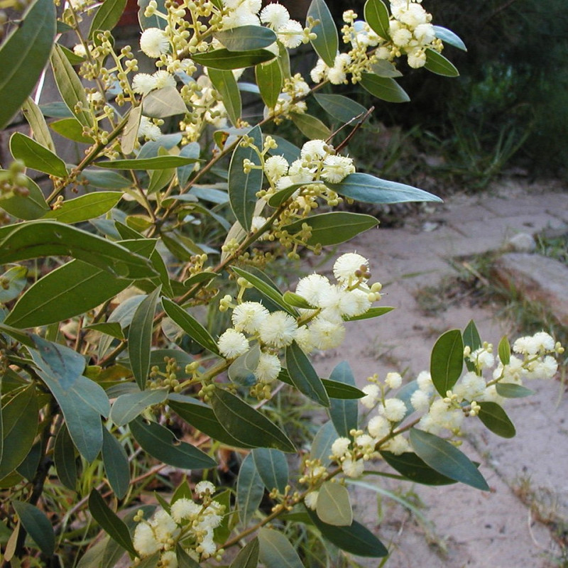 Mimosa à feuilles de Myrte par Casliber de Wikimedia commons