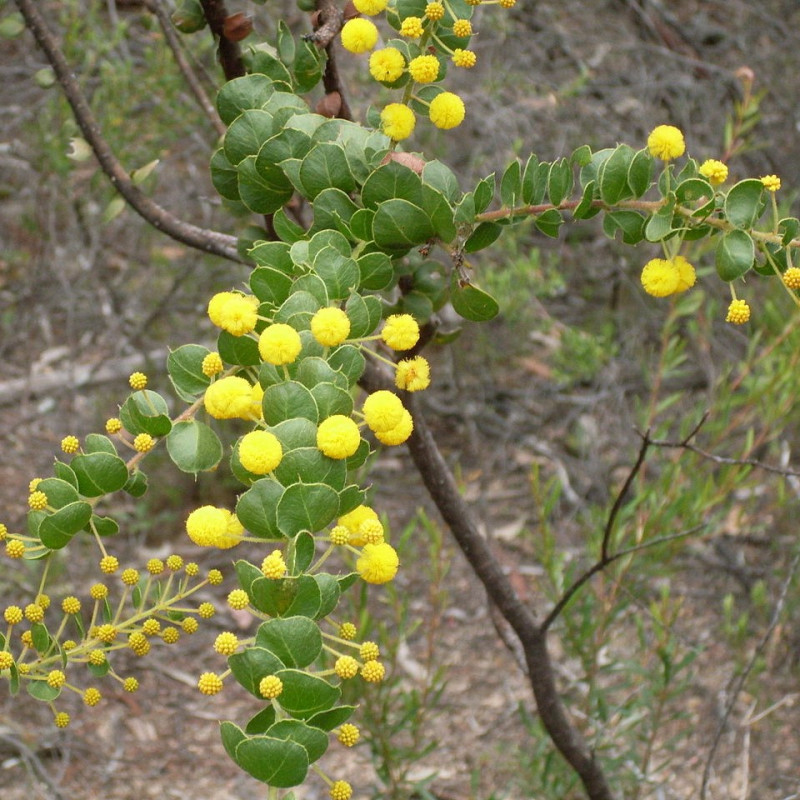 Acacia uncinata par John Tann de Sydney, Australie de Wikimedia commons