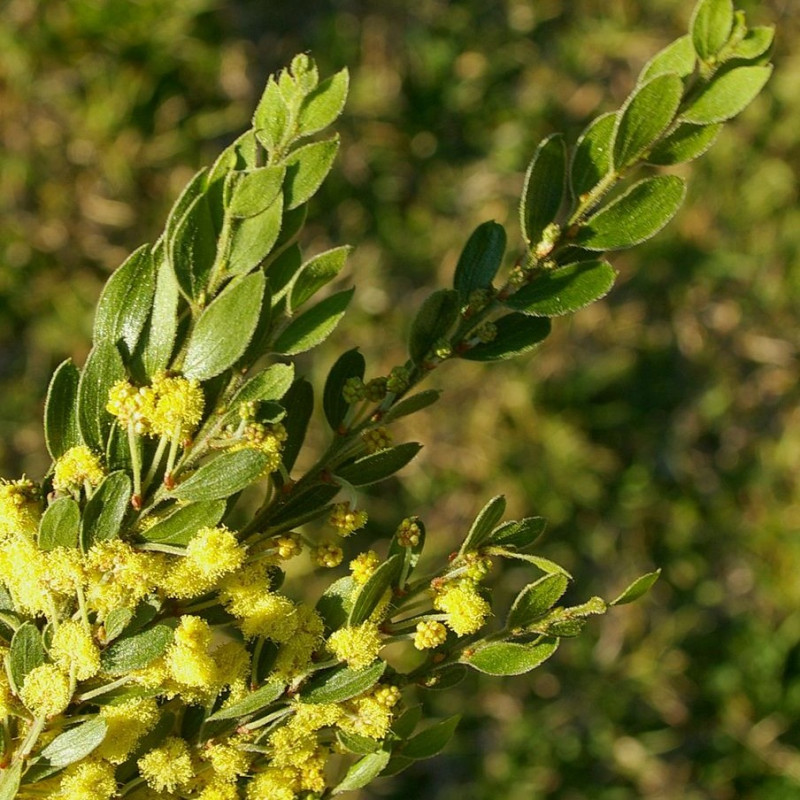 Acacia vestita par Bidgee de Wikimedia commons