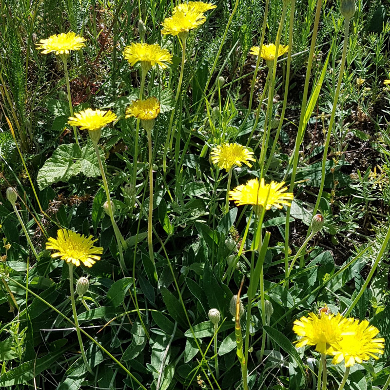 Hieracium pilosella Semences du Puy