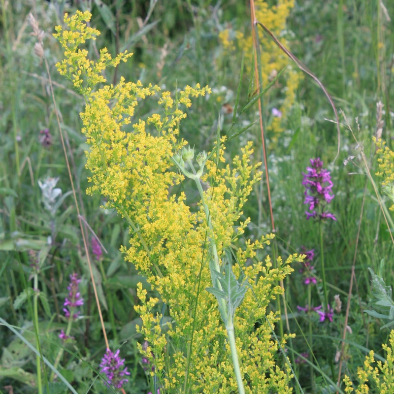 Galium verum par Emilian Robert Vicol de Pixabay Galium verum par Emilian Robert Vicol de Pixabay
