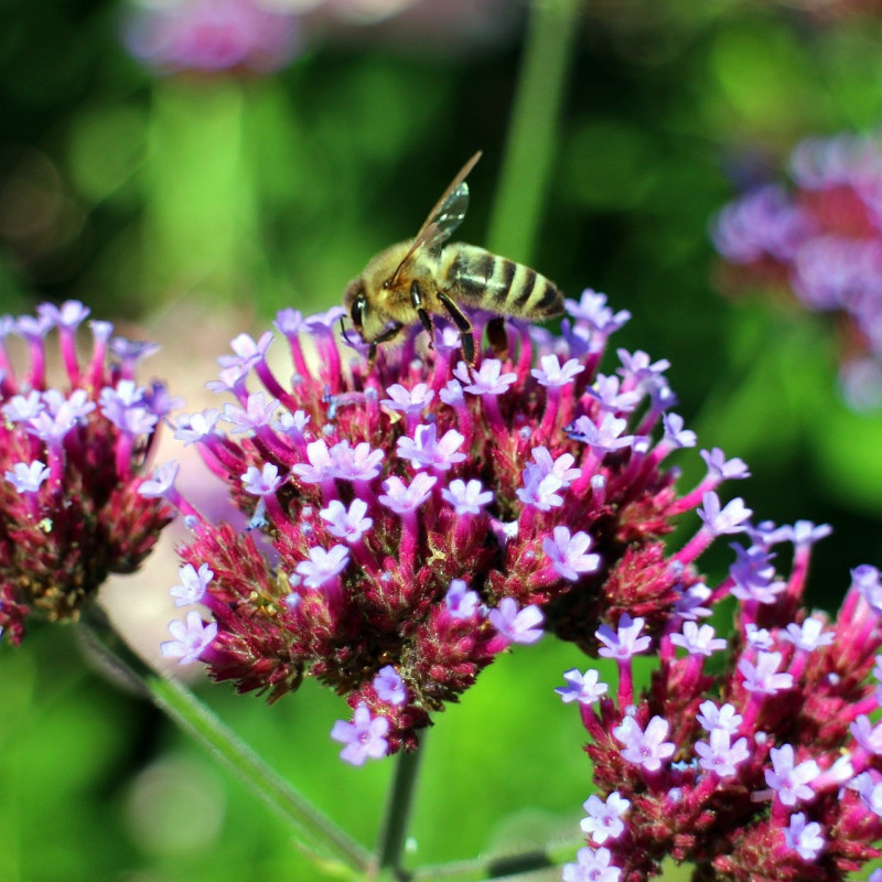 Verbena bonariensis par Manfred Antranias Zimmer de Pixabay Verbena bonariensis par Manfred Antranias Zimmer de Pixabay