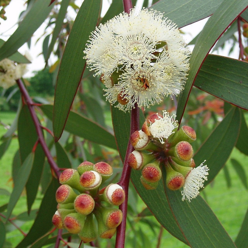 Eucalyptus pauciflora de Amanda Slater, CC BY-SA 2.0 via Wikimedia Commons