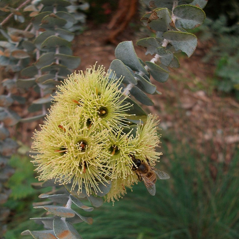 Eucalyptus kruseana de Bidgee, CC BY-SA 3.0 via Wikimedia Commons