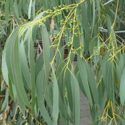Eucalyptus perriniana de Geoff Derrin, CC BY-SA 4.0, via Wikimedia Commons