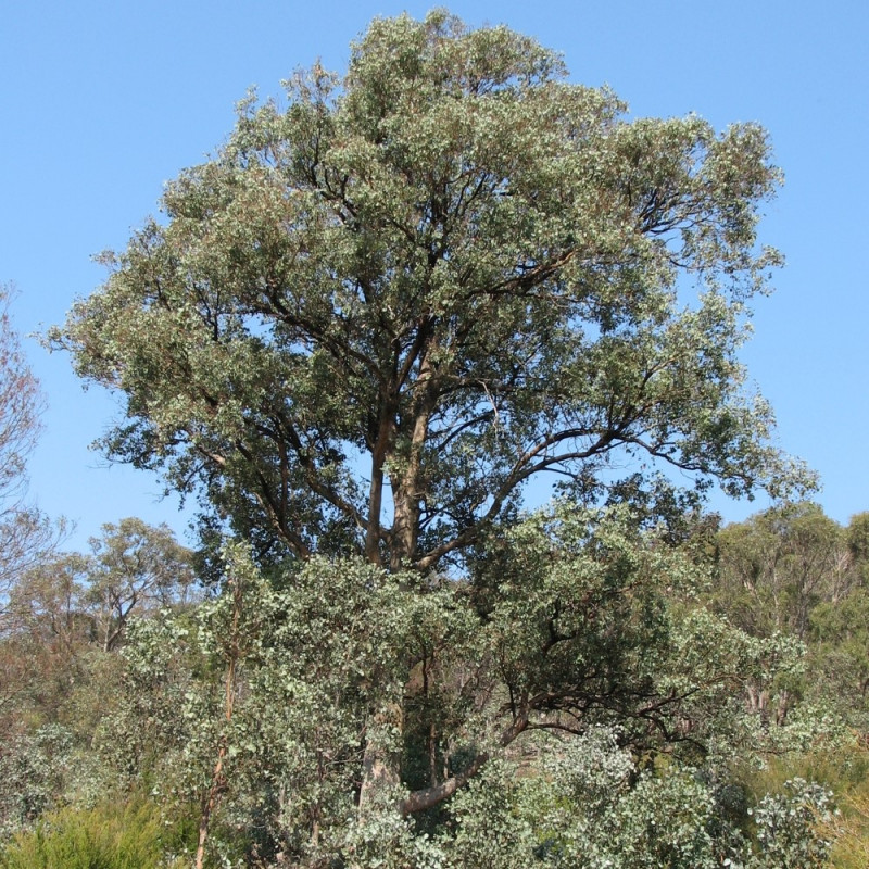 Eucalyptus polyanthemos de Melburnian, CC BY 3.0, via Wikimedia Commons