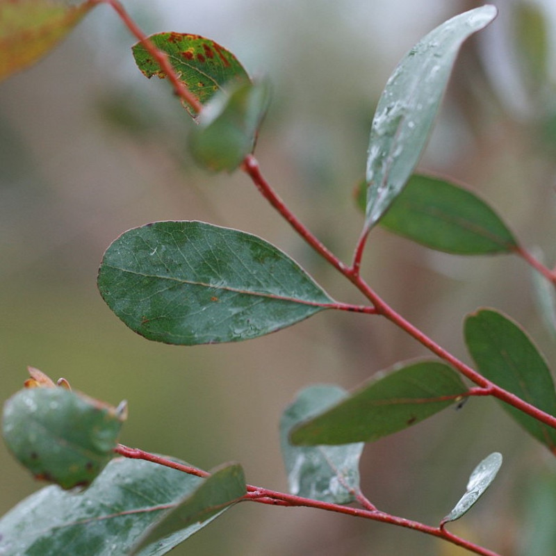 Eucalyptus camphora de Toby Hudson, CC BY-SA 3.0, via Wikimedia Commons