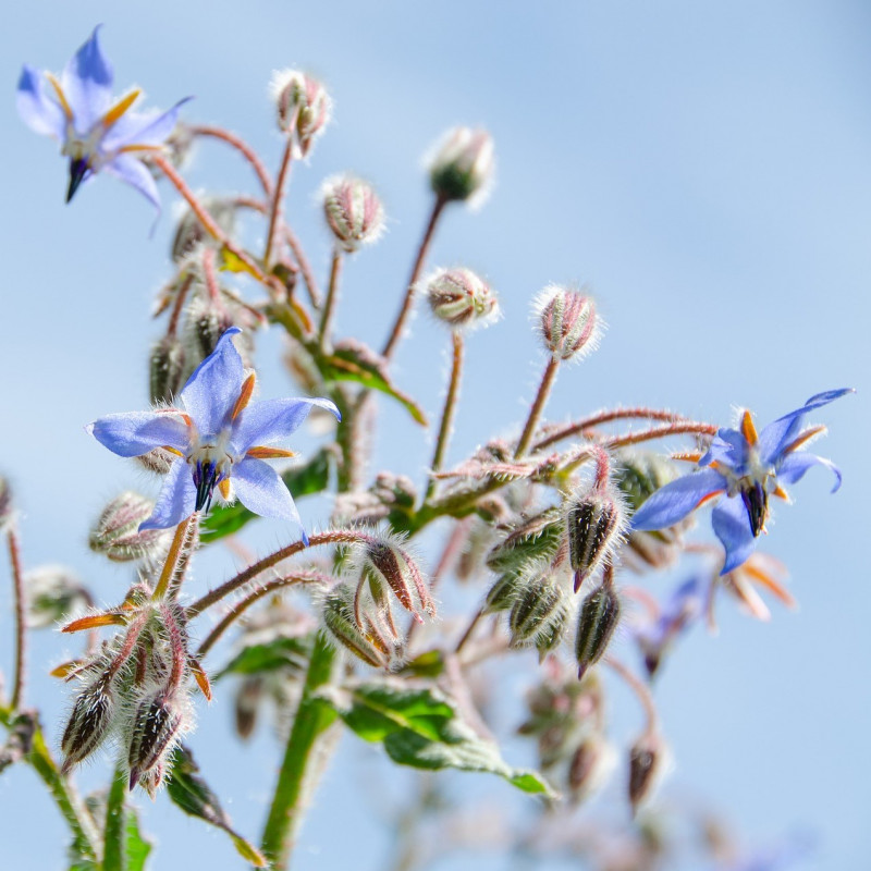 Graines et plants de Borago officinalis - Bourrache officinale