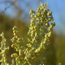 Artemisia absinthium par Aline (Алевтина) Mueller de Pixabay