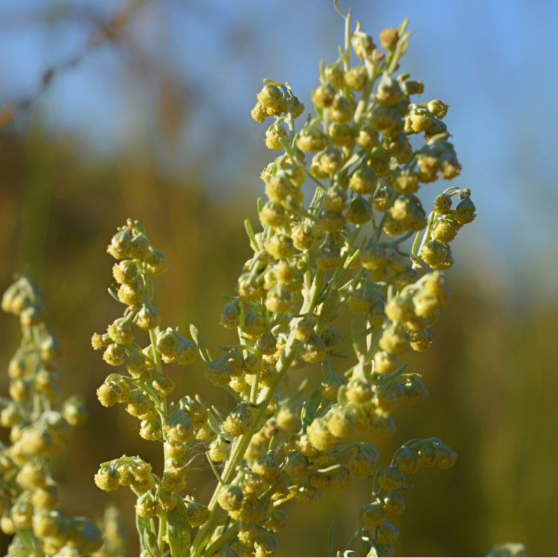 Artemisia absinthium par Aline (Алевтина) Mueller de Pixabay