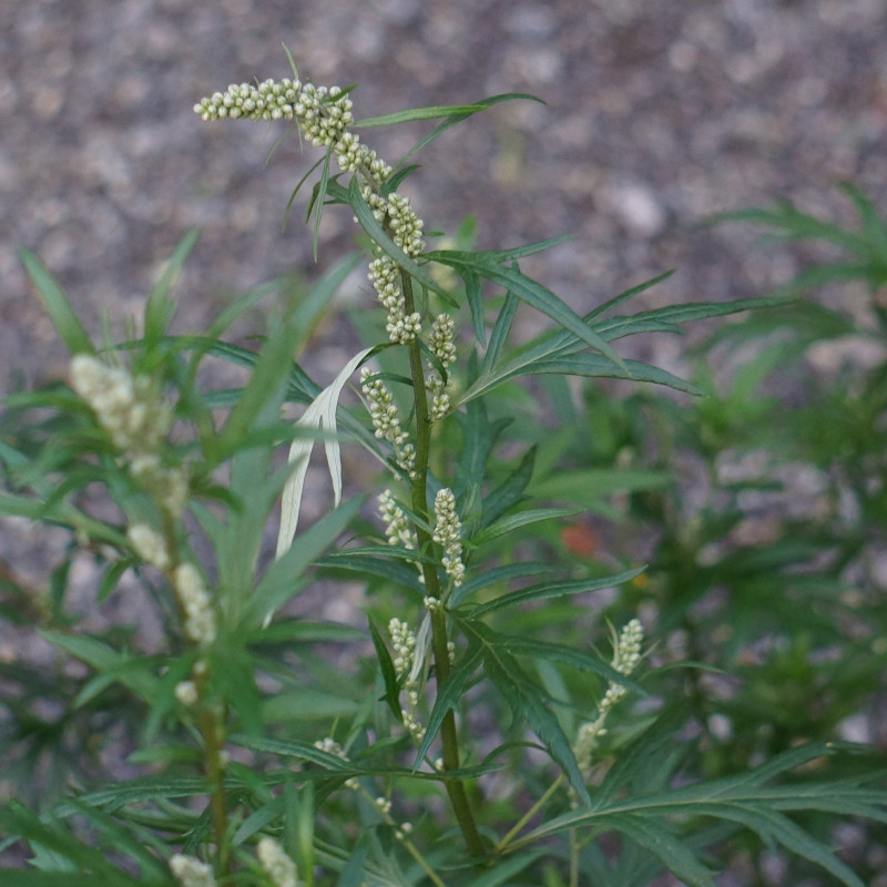 Artemisia vulgaris par Merja Partanen de Pixabay
