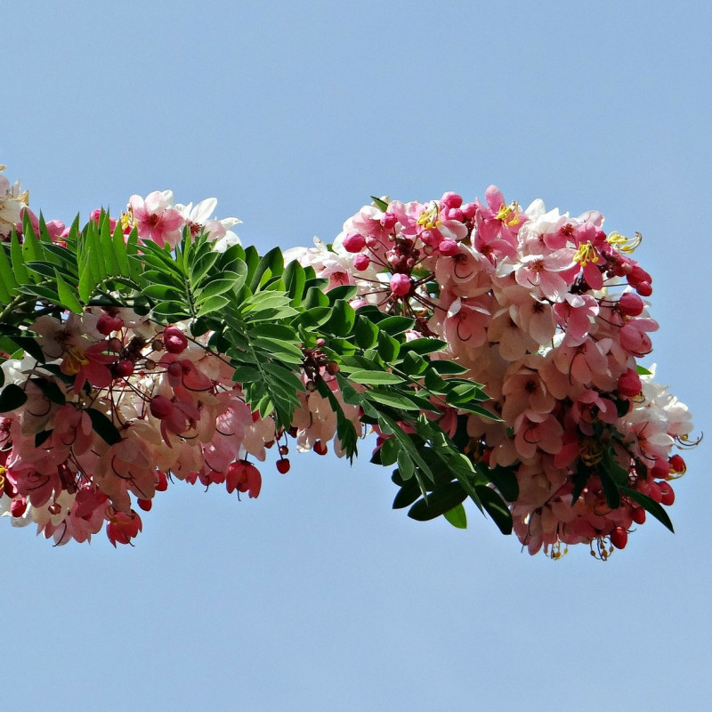 Cassia javanica par Bishnu Sarangi de Pixabay