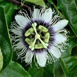 Passiflora edulis par Javier Redondo Gutierrez de Pixabay