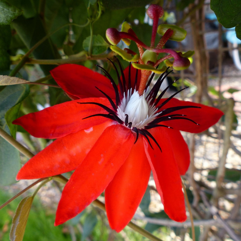 Passiflora coccinea par picman2 de Pixabay