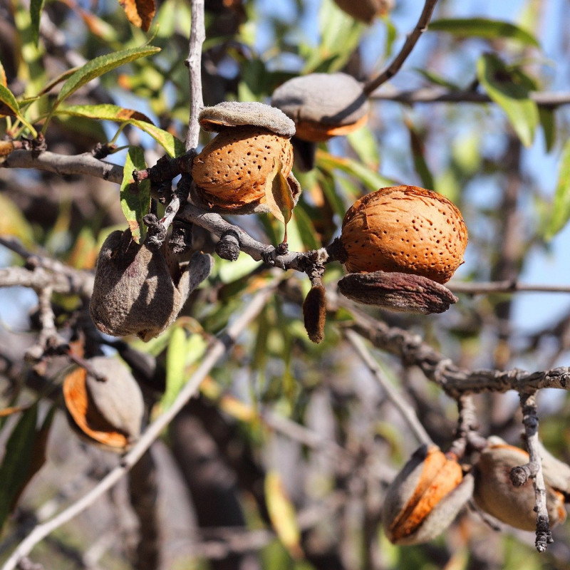 Prunus amygdalus var dulcis par Josevi Parra de Pixabay .