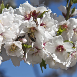Prunus amygdalus var dulcis par Jose Jesus Herrerias Garcia de Pixabay