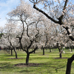 Prunus amygdalus var dulcis par Cristina MM de Pixabay