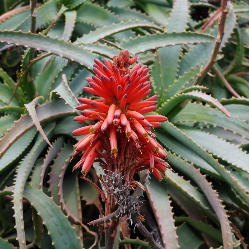 Aloe arborescens par WikimediaImages de Pixabay