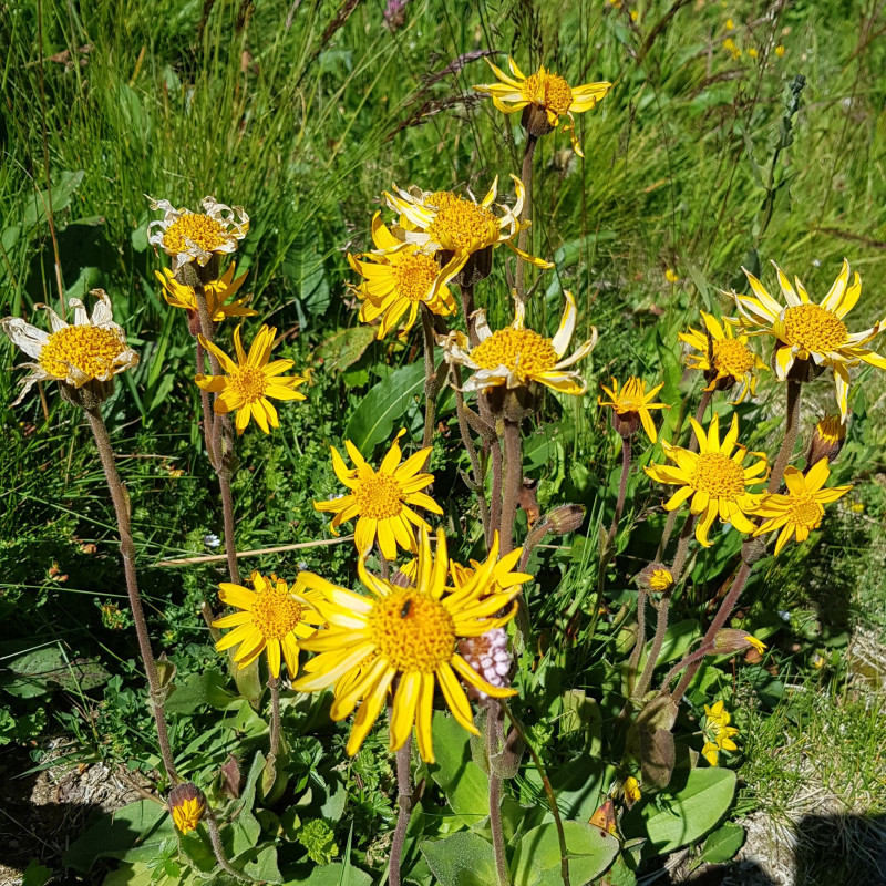 graines-d-arnica-des-montagnes-semences-d-arnica-montana