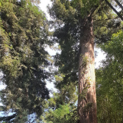 Sequoia sempervirens par Semences du Puy