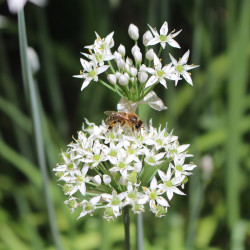 Allium tuberosum par Chesna de Pixabay