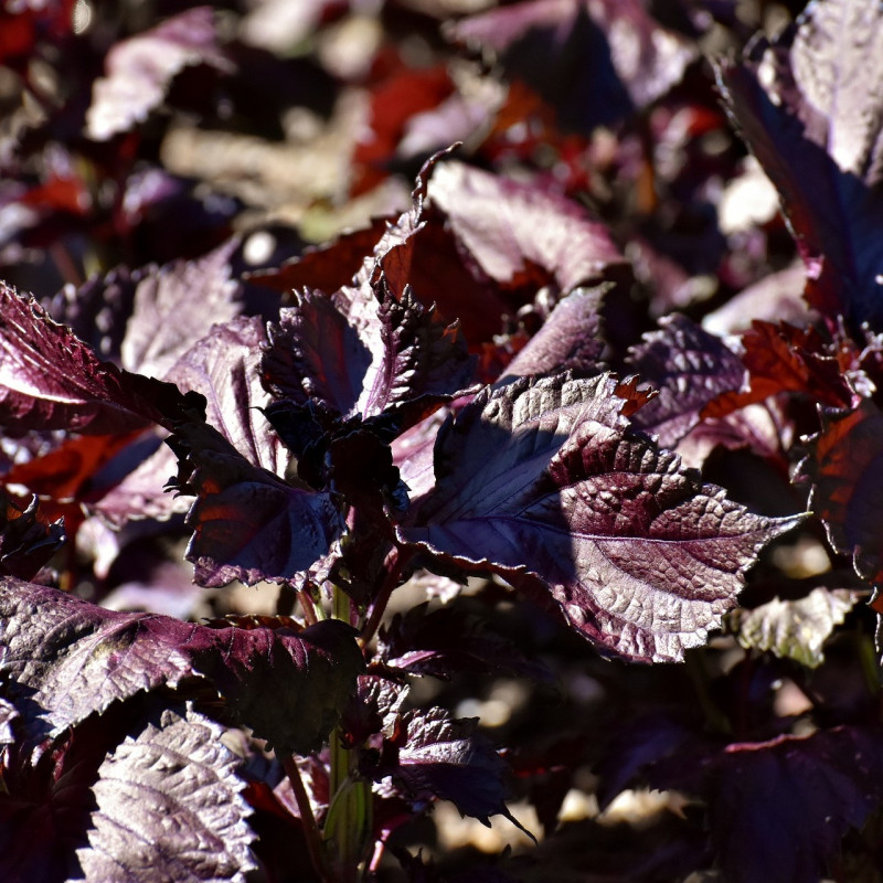 Perilla frutescens par Alexas_Fotos de Pixabay
