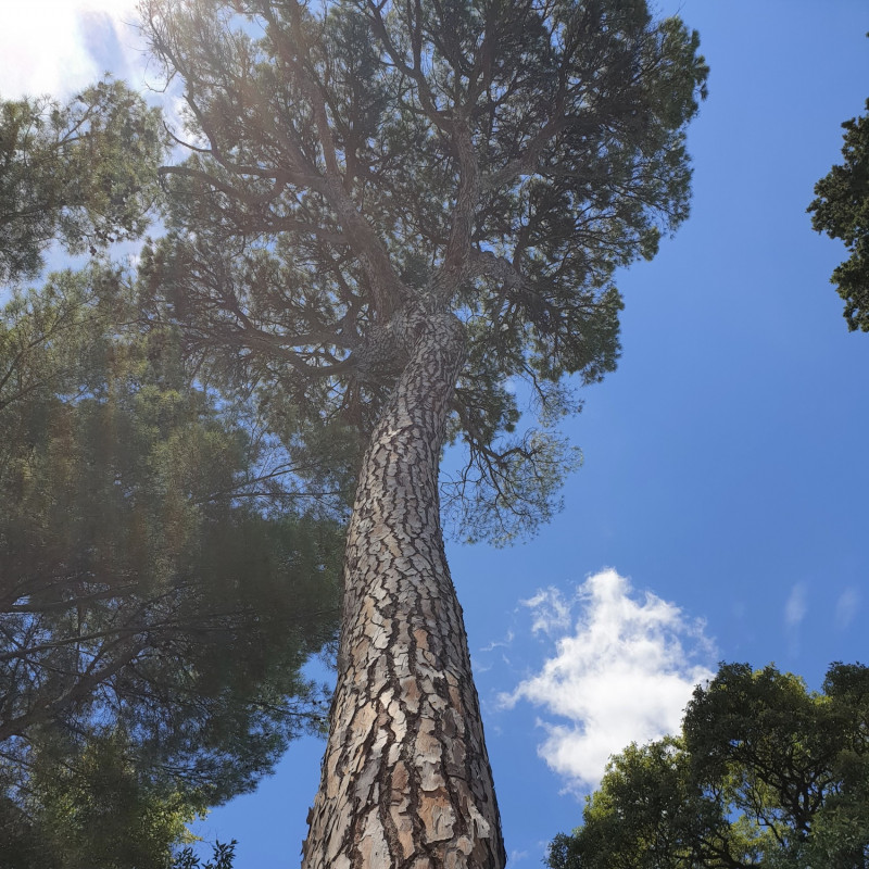Pinus pinea par Semences du Puy