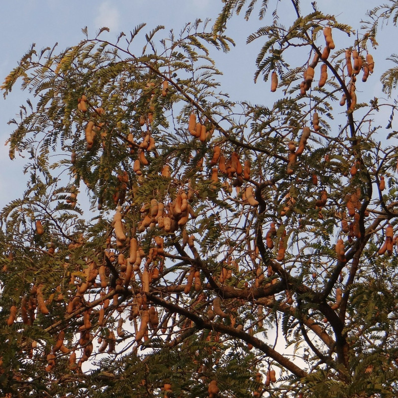 Tamarindus indica par Bishnu Sarangi de Pixabay