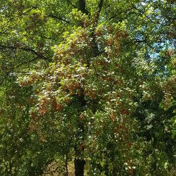 Acer monspessulanum Semences du Puy