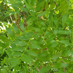 Xanthoceras à feuilles de Sorbier - Xanthoceras sorbifolia