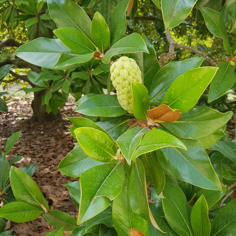 Magnolia grandiflora Semences du Puy